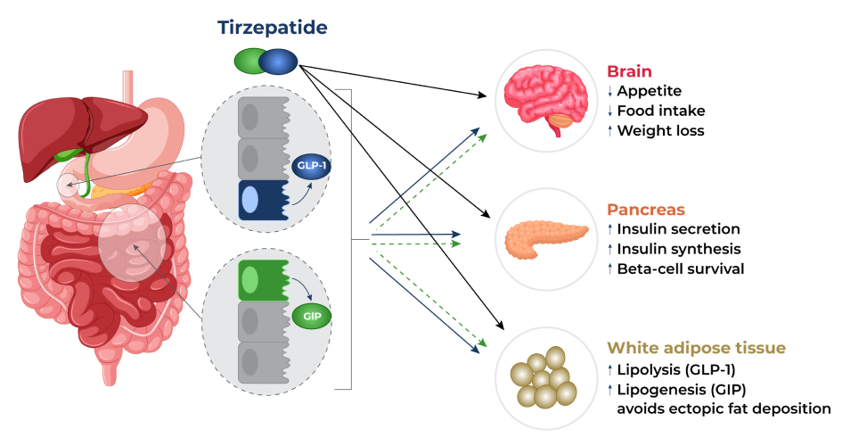 How Does Tirzepatide Work for Weight Loss?